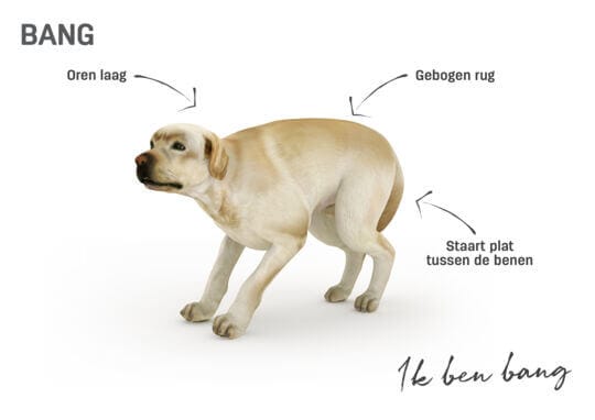 Lichaamstaal hond - bang