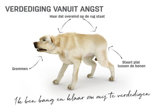 Lichaamstaal hond - verdediging vanuit angst