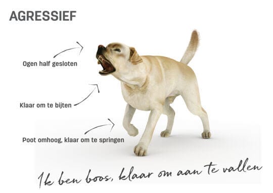 Lichaamstaal hond - agressief