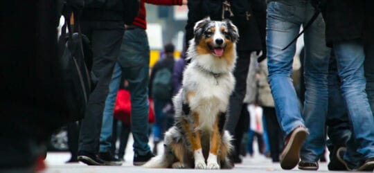 Orolig hund