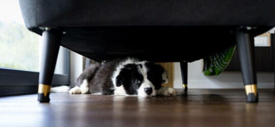Hund som gömmer sig från gästerna
