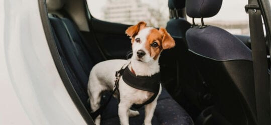 Hund som inte gillar att åka bil