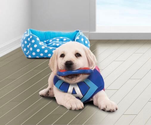 Puppy alleen thuisblijven. Tips!