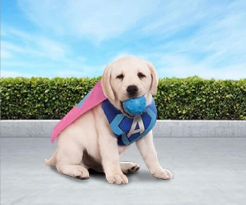 Tips voor puppy training.