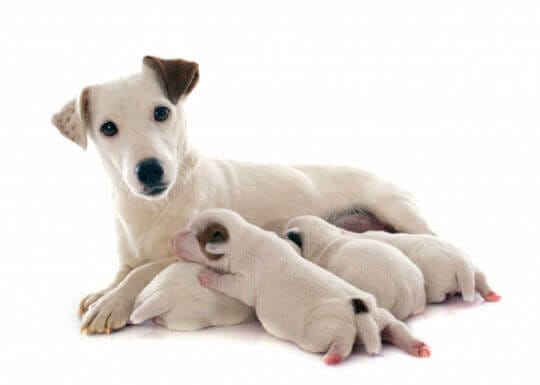 puppy being separated from it's mother