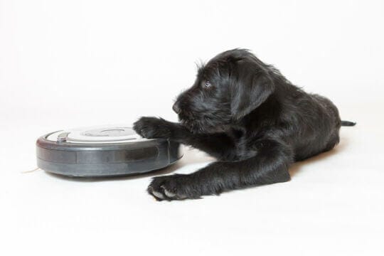 new home can be scary for puppies