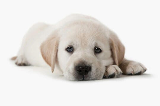 puppy can be sad when left alone