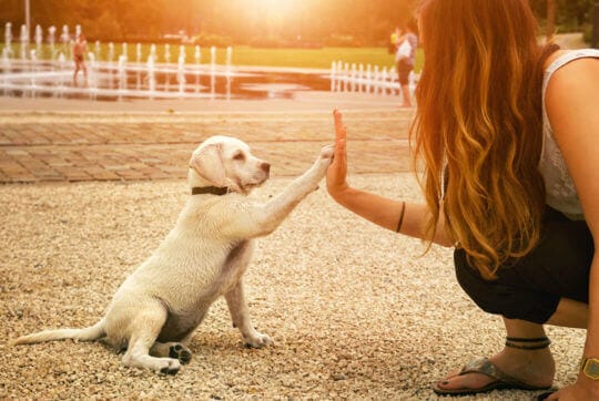 puppy training