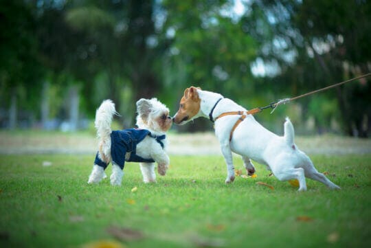 strange dogs can be scary for puppies