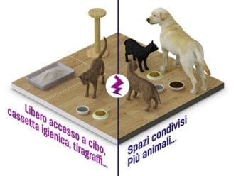 autonomia