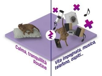 calma