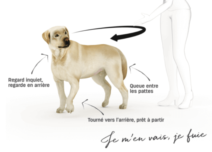 Dog body language