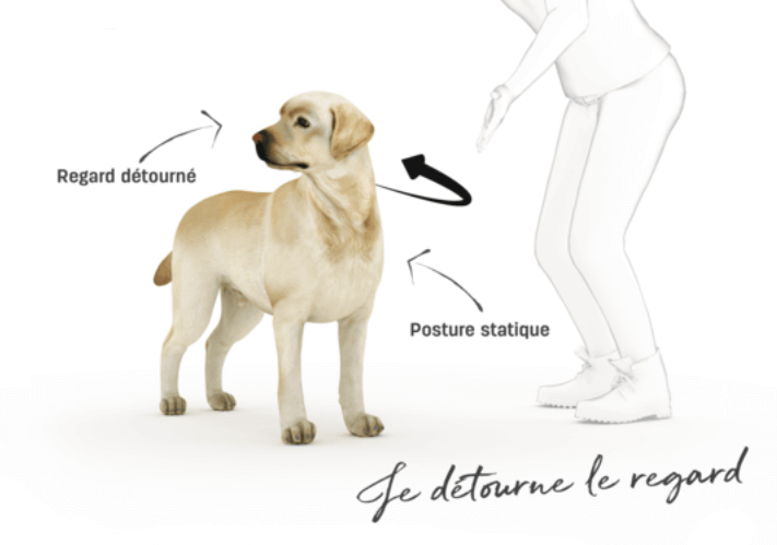 Dog body language