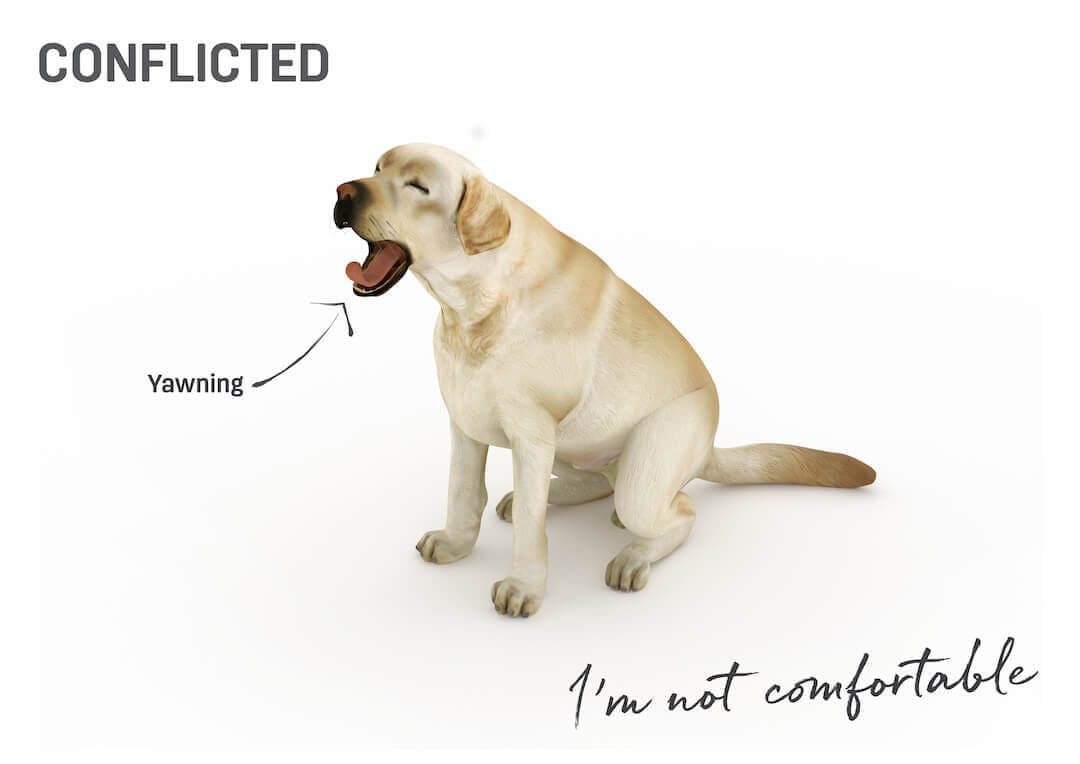 What does it mean when you dog...?