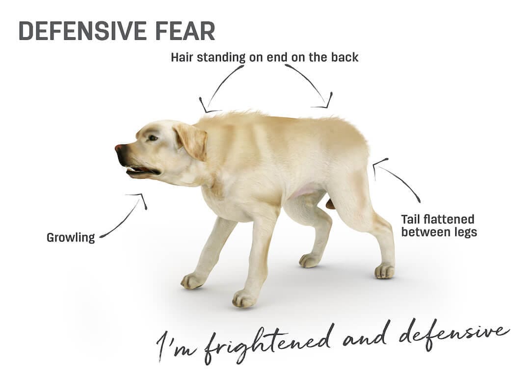 Dog body language