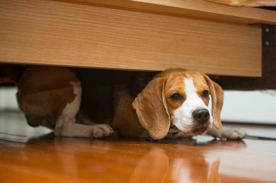 Unsicherer Hund Das sind die häufigsten Stressfaktoren