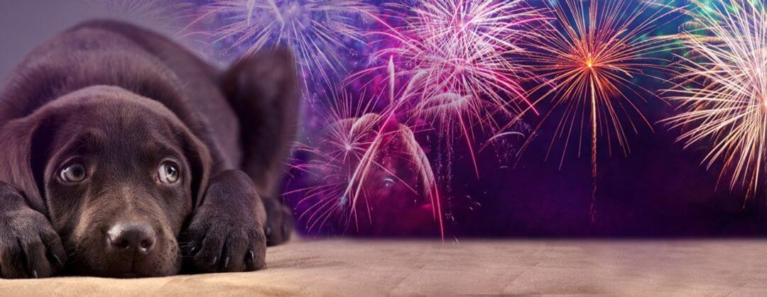¿Desafíos para los perros?