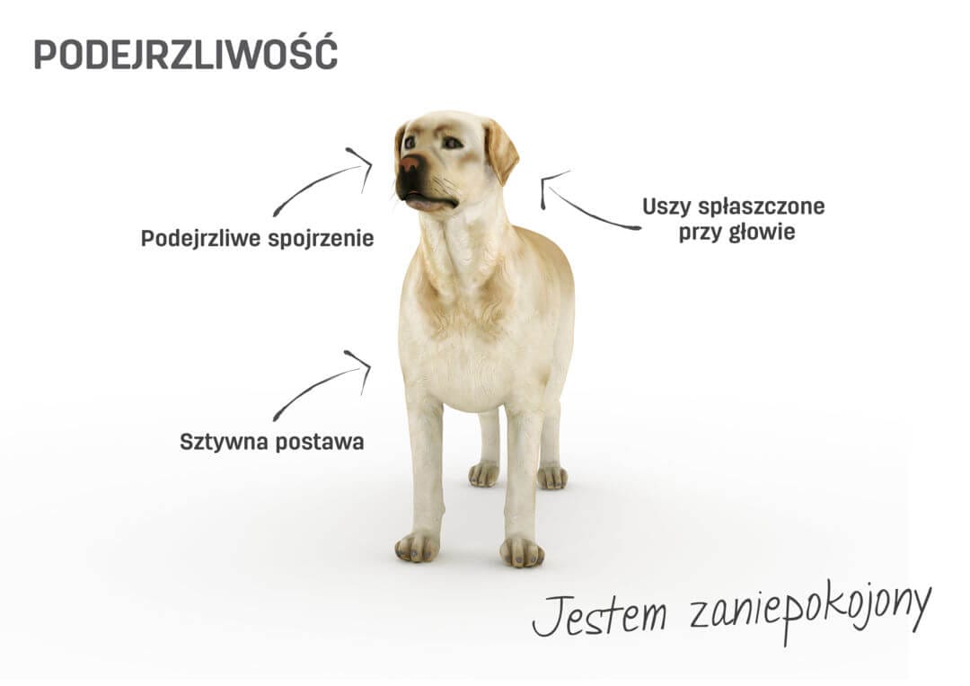 Co Oznacza Przysłowie Pies Z Nim Tańcował Język ciała u psów