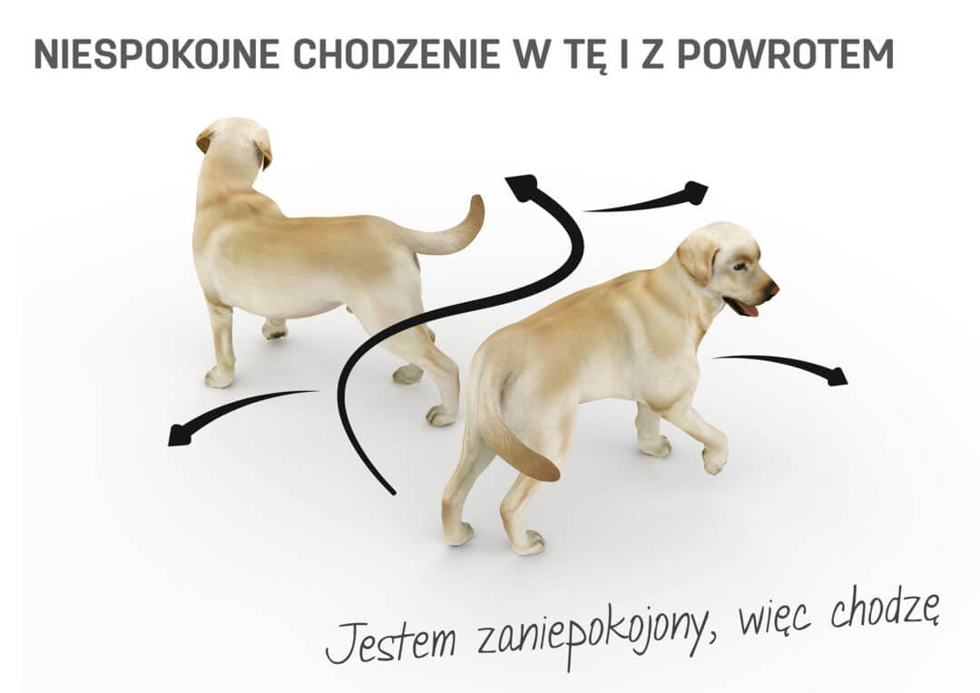 Co Oznacza Przysłowie Pies Z Nim Tańcował Język ciała u psów