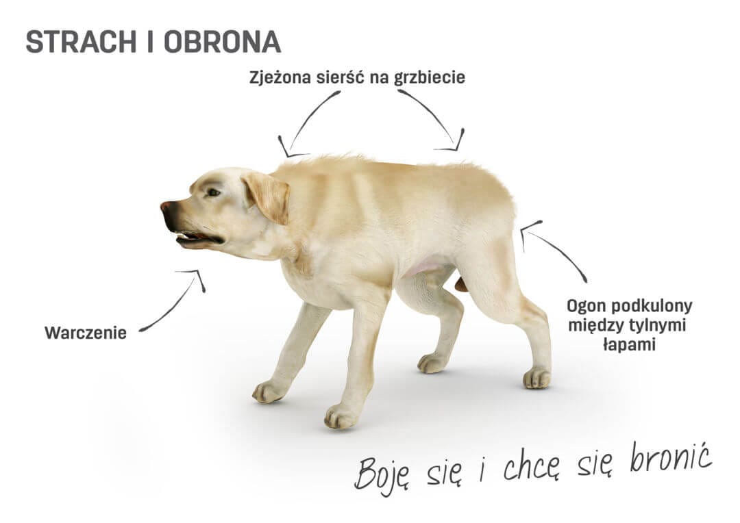 Co Oznacza Przysłowie Pies Z Nim Tańcował Język ciała u psów