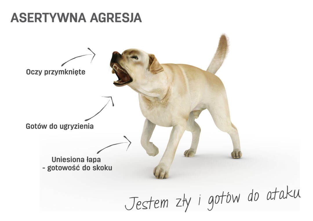 Co Oznacza Przysłowie Pies Z Nim Tańcował Język ciała u psów
