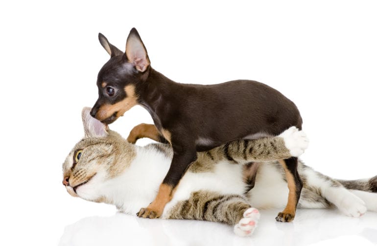 como sacar garrapatas de un perro rapido como sacar garrapatas de un perro rapido