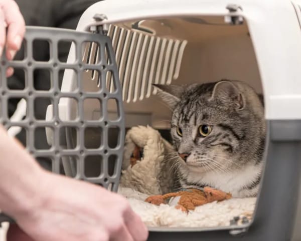 猫を動物病院に連れて行くとき、猫が嫌がるので苦労している