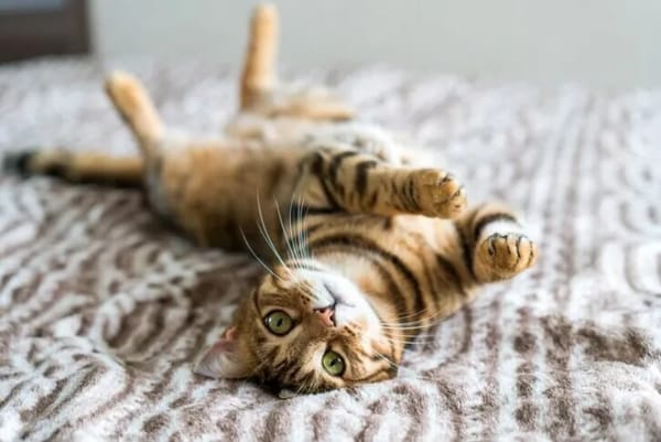 愛猫との暮らしにフェリウェイ、みなさんも始めてみませんか。