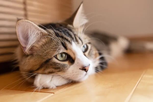 猫どうしで大げんか、トイレの外でのそそう、体を舐め続ける…でも性格だからとあきらめていませんか？