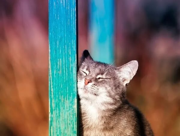 猫の写真