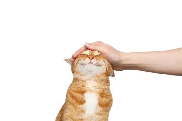 猫の頭をなでる