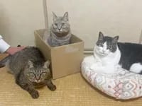 左から　ゆきみちゃん　だいふくちゃん　しょーとくん