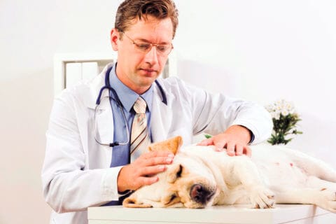 Babesiose Beim Hund Vectra