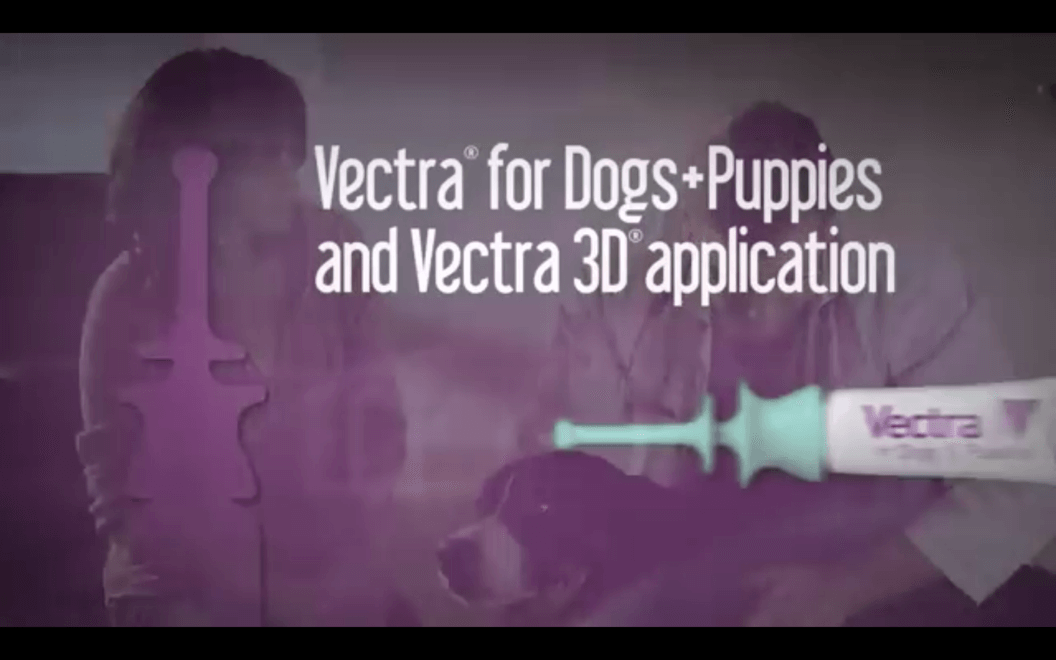 Vectra 2019