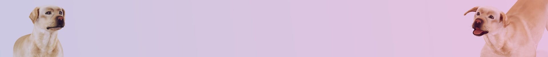 comprendre le comportement de votre chien