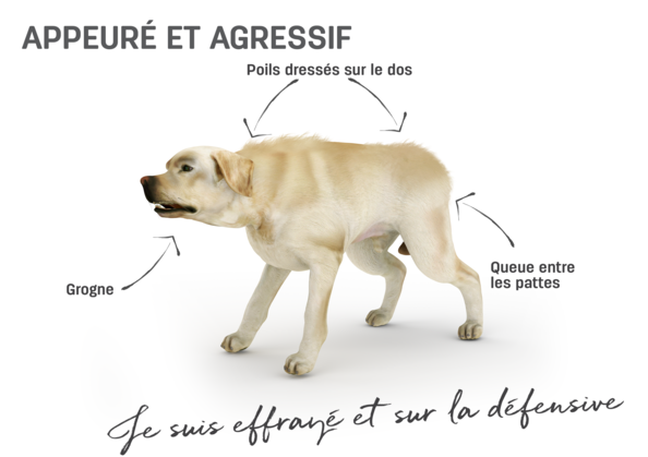 Comment comprendre votre chien Comment comprendre votre chien