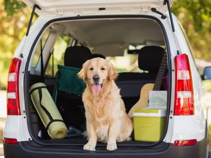 dog car travel