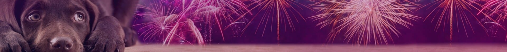 Dogs and fireworks