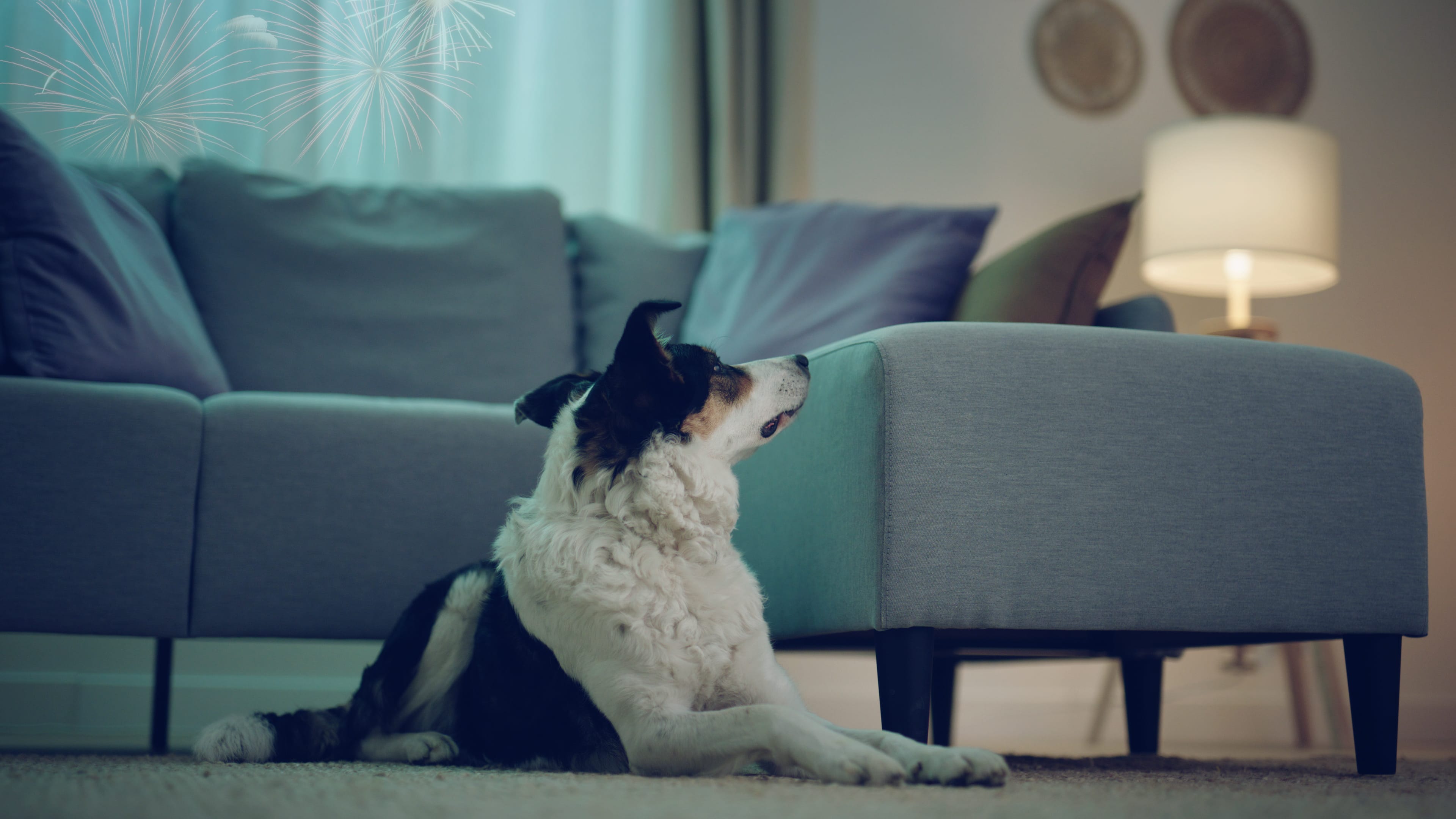 Hond zit voor de bank en hoort vuurwerk