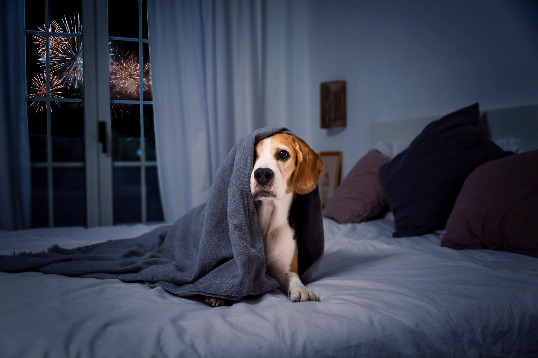 Berolige hund til nytår