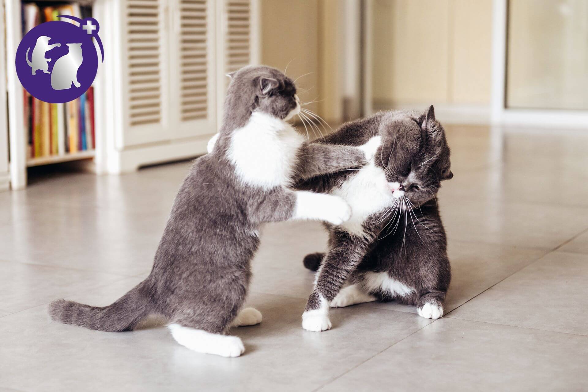 kiedy koty się biją