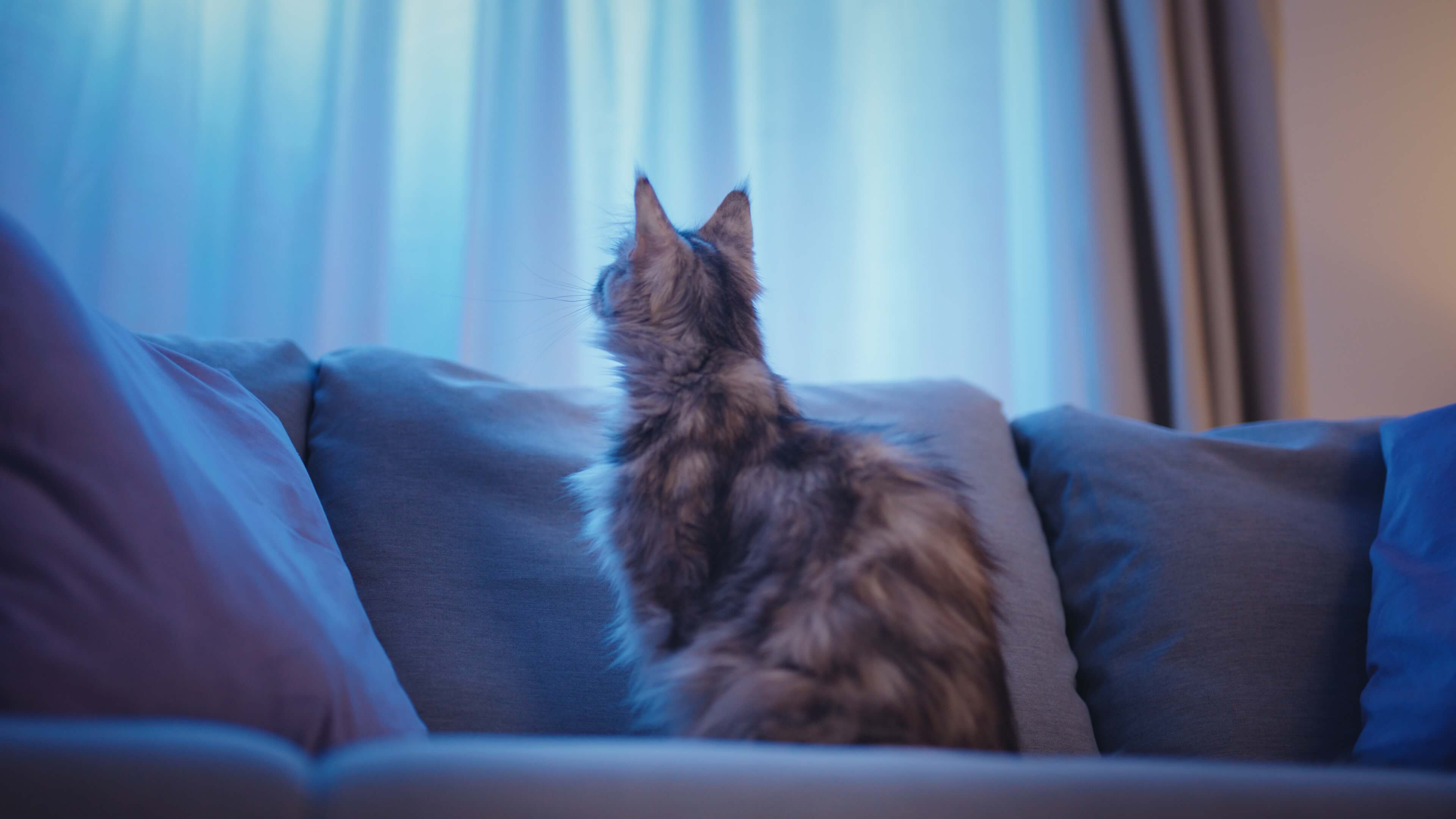cats and fireworks