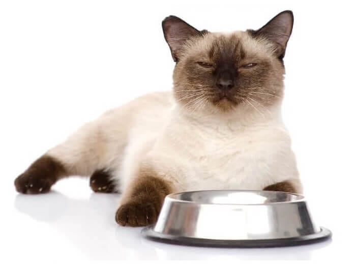 chat ne mange plus