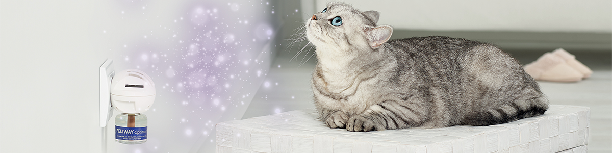 FELIWAY est recommandé par des vétérinaires et des propriétaires de chats.