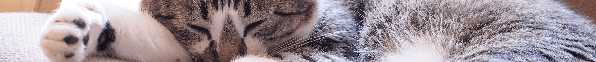 Neue Einrichtung mit Katze