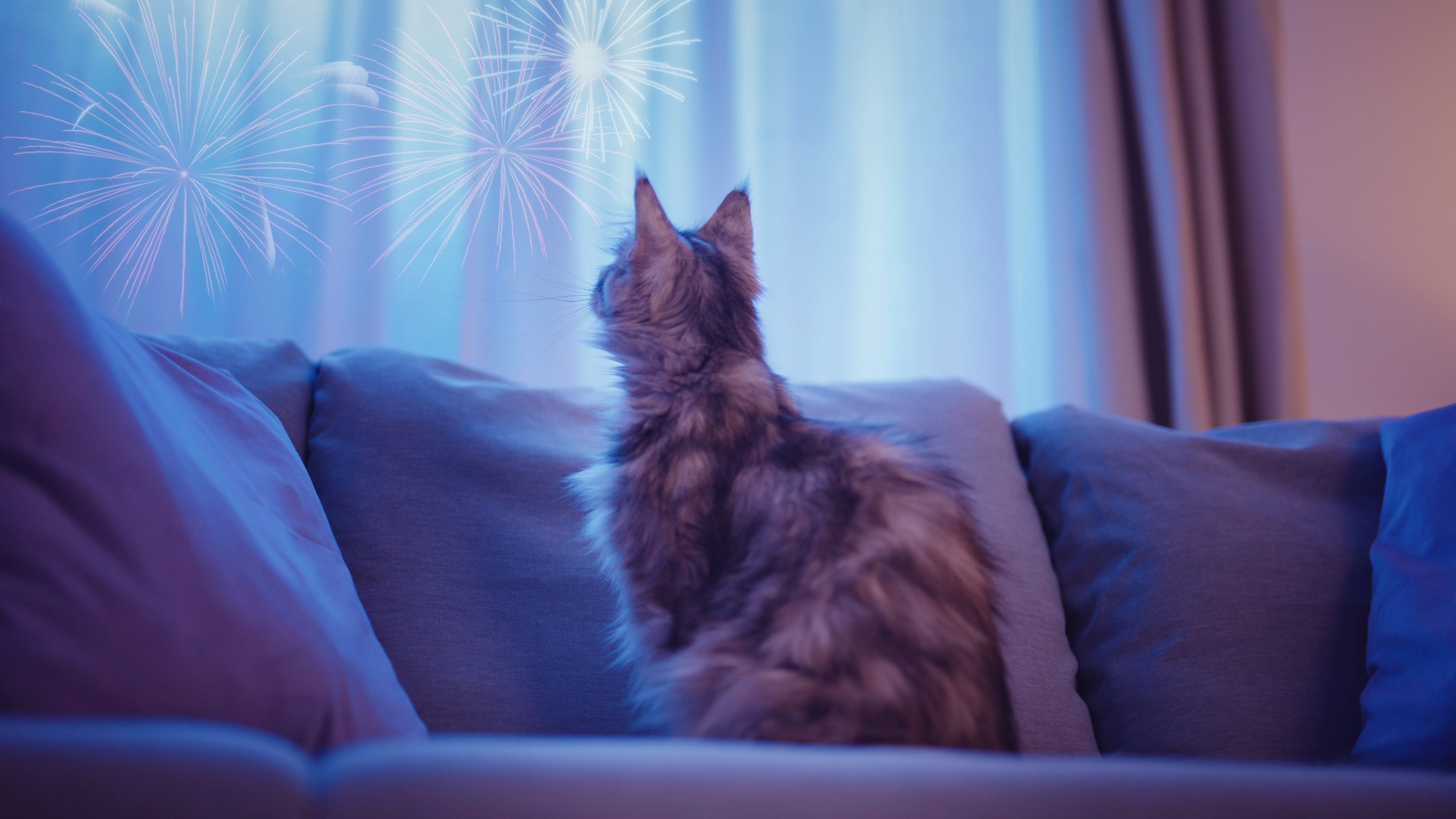 kat zit op bank en kijkt uit het raam naar vuurwerk