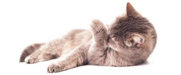 Feliway para gatos