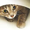 DOES YOUR CAT ## HIDE?