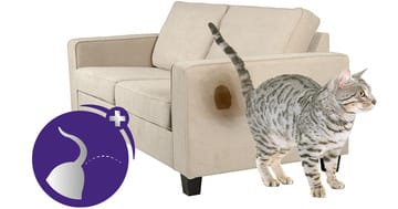 cat spraying and how to stop it