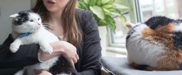 How to help cats get along